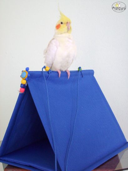CABANA PIXUXU AZUL - CALOPSITAS, AGAPORNIS E OUTRAS AVES